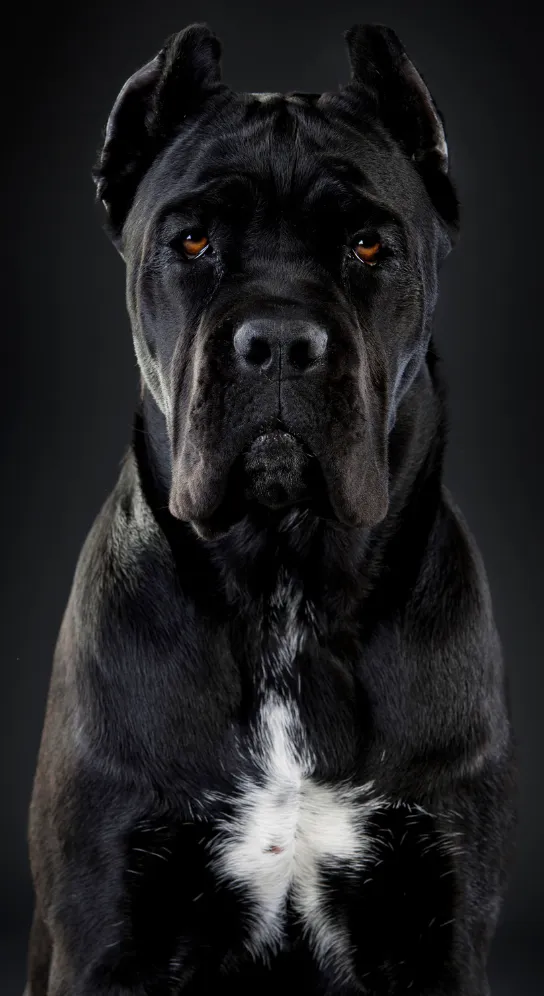 Cane Corso dog filed public safety concerns