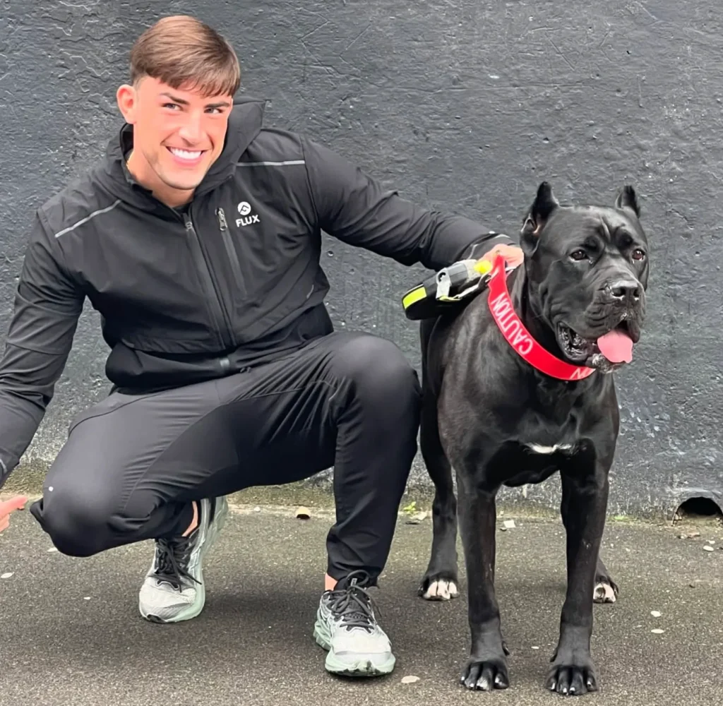 Cane Corso resembles an XL Bully breed 