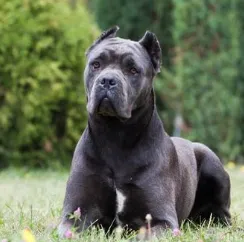 Cane Corso