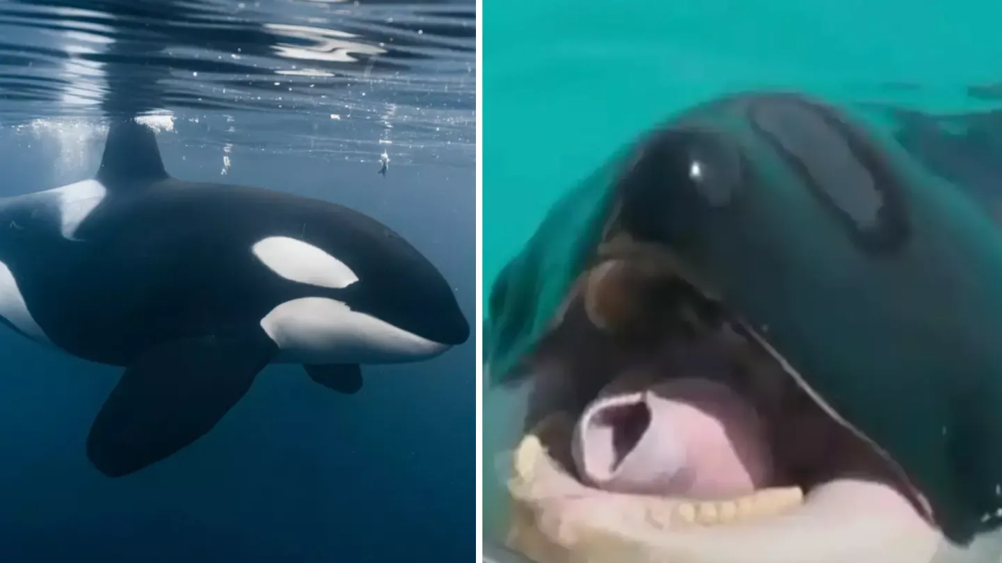 Terrifying Orca Recordings Mimic Human Speech