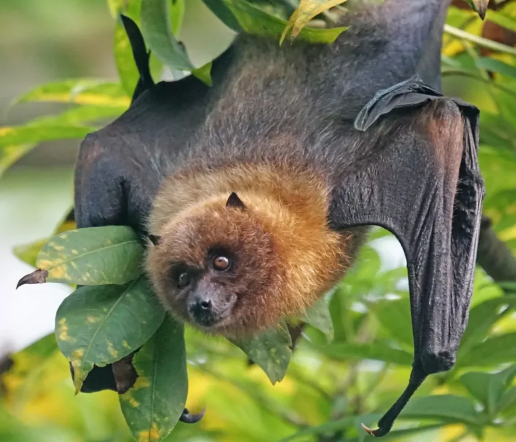 A unique feature of bats