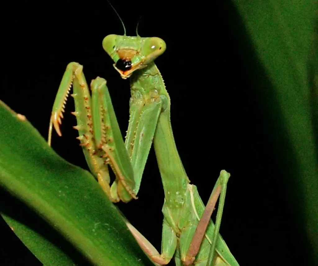 Praying Mantises