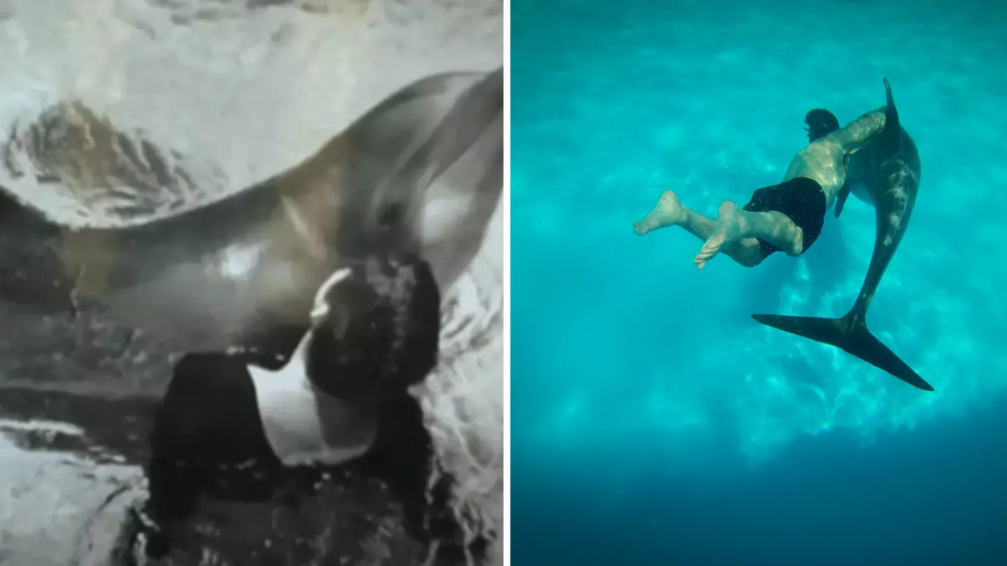 The Experiment Where a Trainer Comforted a Dolphin in Love