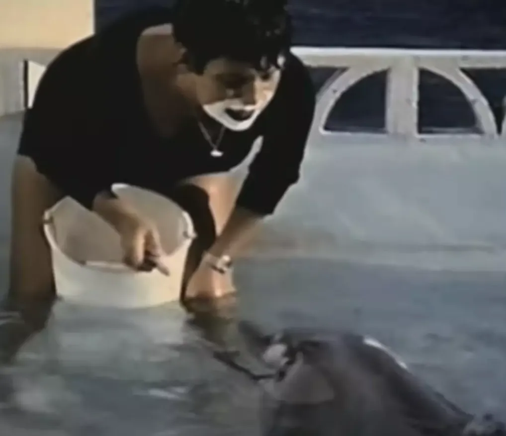 human dolphin interaction